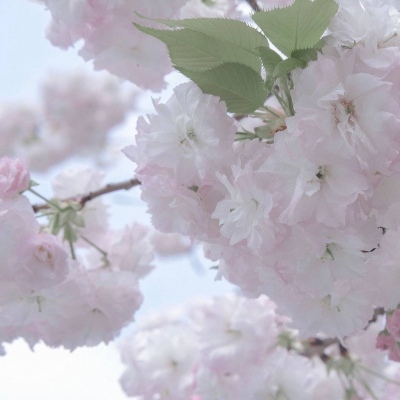 Furry插画灵感合集福瑞交流群